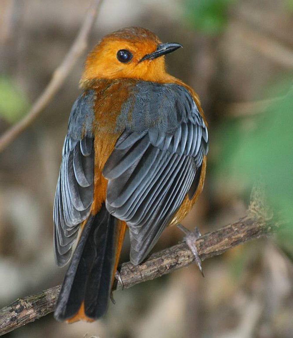 红顶歌䳭 / Red-capped Robin-Chat / Cossypha natalensis