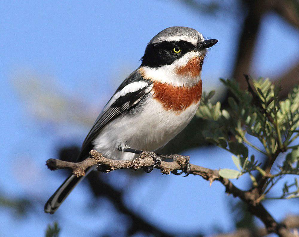 点颏蓬背鹟 / Chinspot Batis / Batis molitor