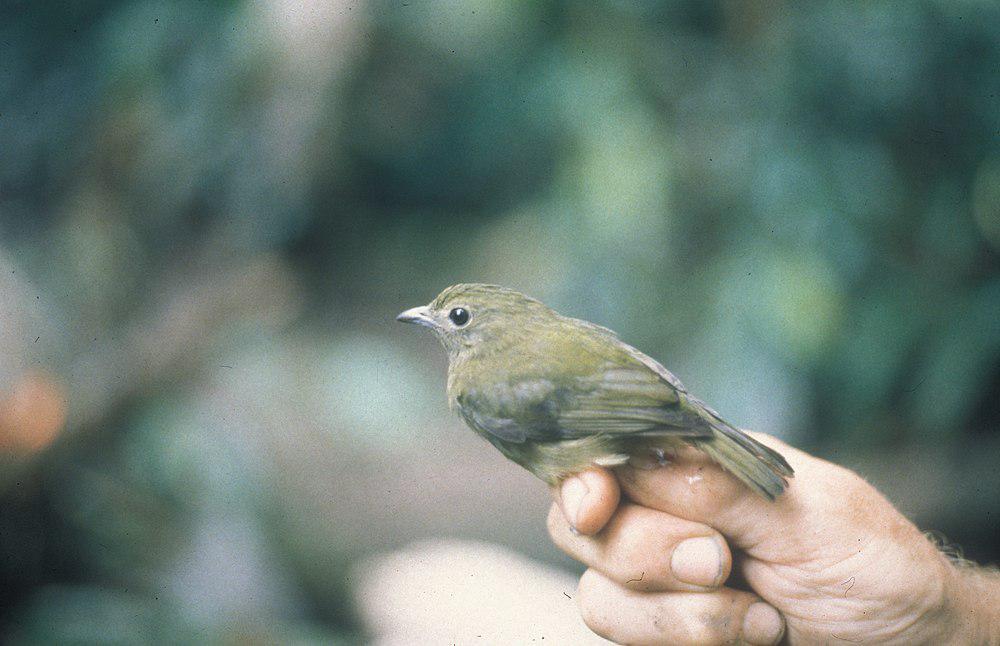 绿娇鹟 / Green Manakin / Cryptopipo holochlora