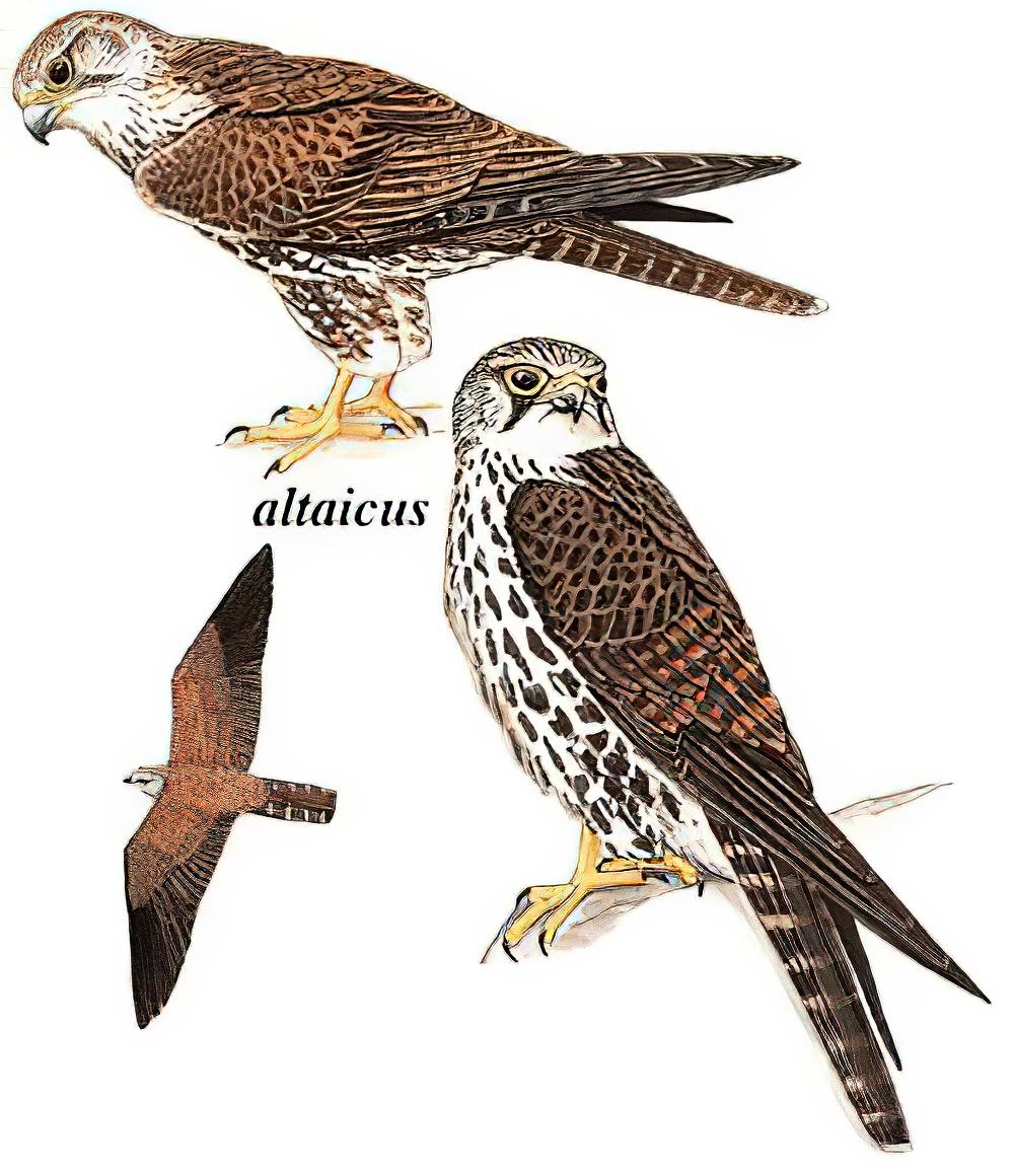 猎隼 / Saker Falcon / Falco cherrug