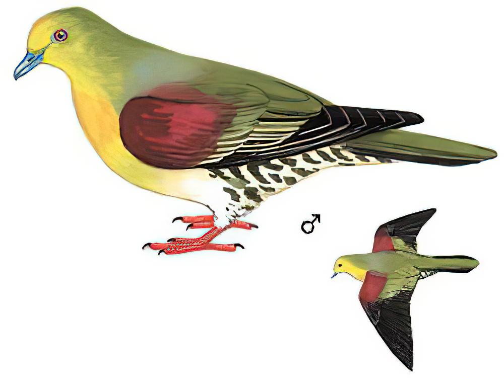 红翅绿鸠 / White-bellied Green Pigeon / Treron sieboldii