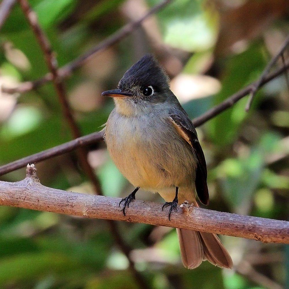 大安岛绿霸鹟 / Cuban Pewee / Contopus caribaeus