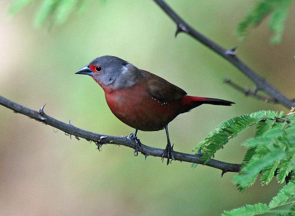 赖氏火雀 / Chad Firefinch / Lagonosticta umbrinodorsalis