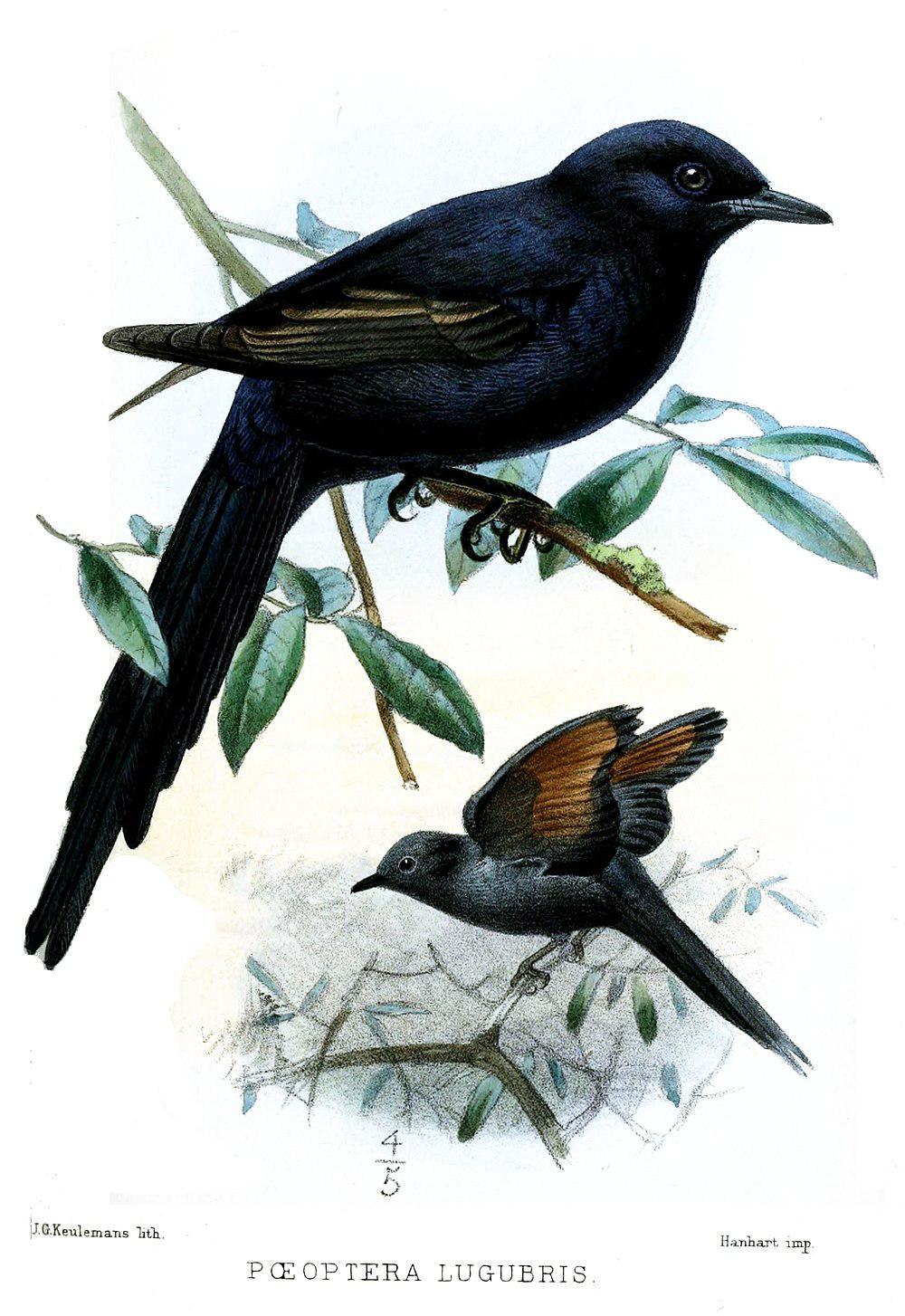 狭尾椋鸟 / Narrow-tailed Starling / Poeoptera lugubris