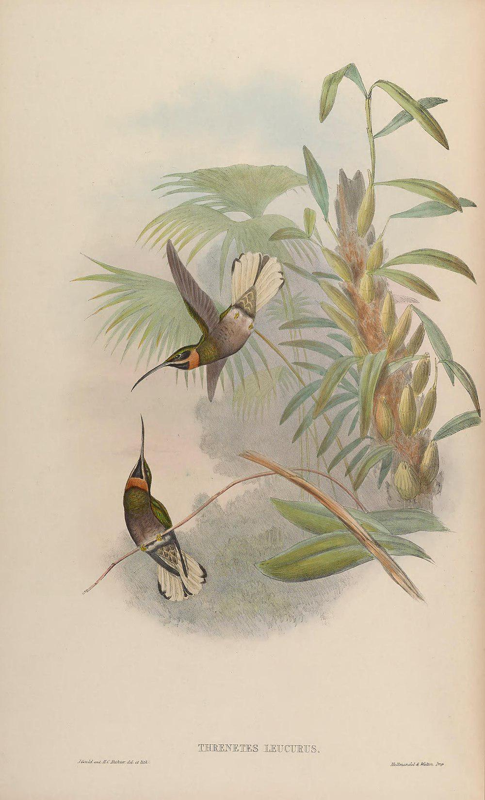 淡尾髭喉蜂鸟 / Pale-tailed Barbthroat / Threnetes leucurus