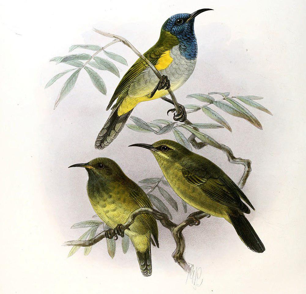 瑞氏花蜜鸟 / Reichenbach\'s Sunbird / Anabathmis reichenbachii