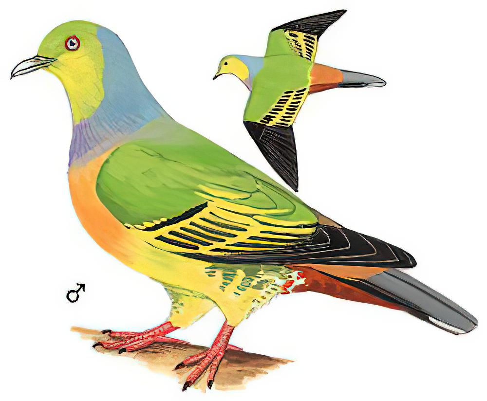 橙胸绿鸠 / Orange-breasted Green Pigeon / Treron bicinctus
