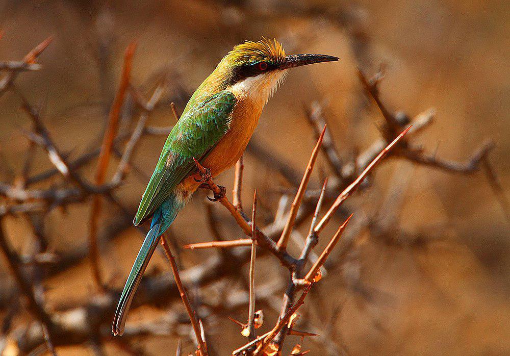 索马里蜂虎 / Somali Bee-eater / Merops revoilii
