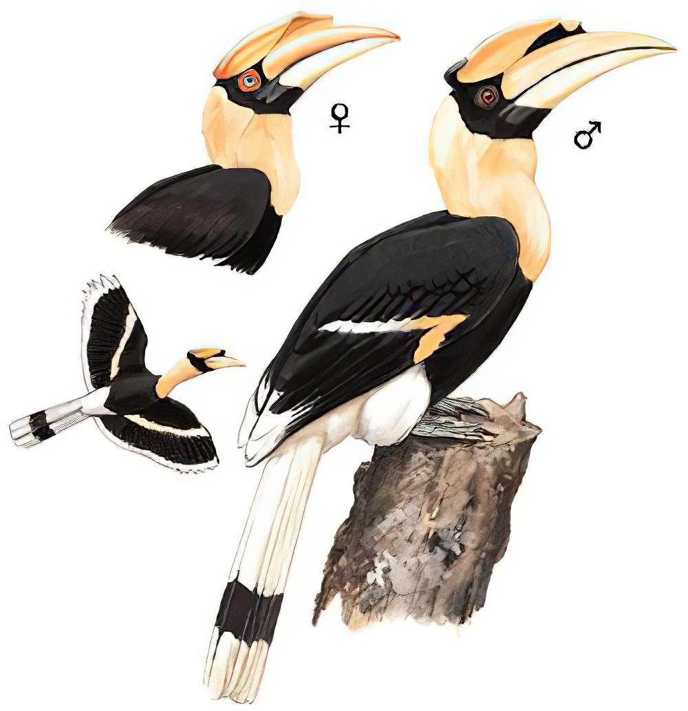 双角犀鸟 / Great Hornbill / Buceros bicornis