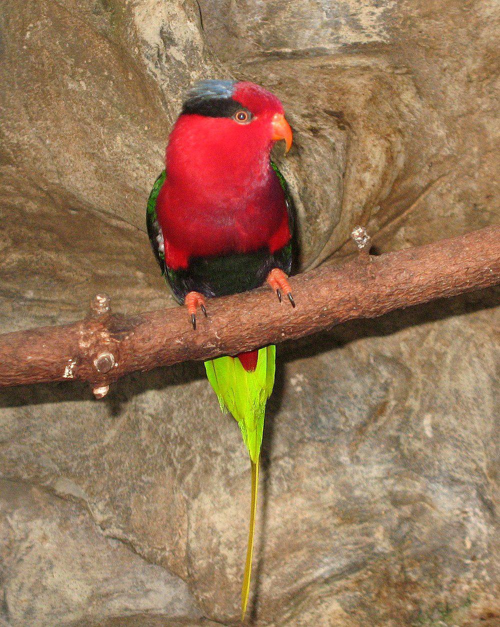 巴布亚鹦鹉 / Papuan Lorikeet / Charmosyna papou