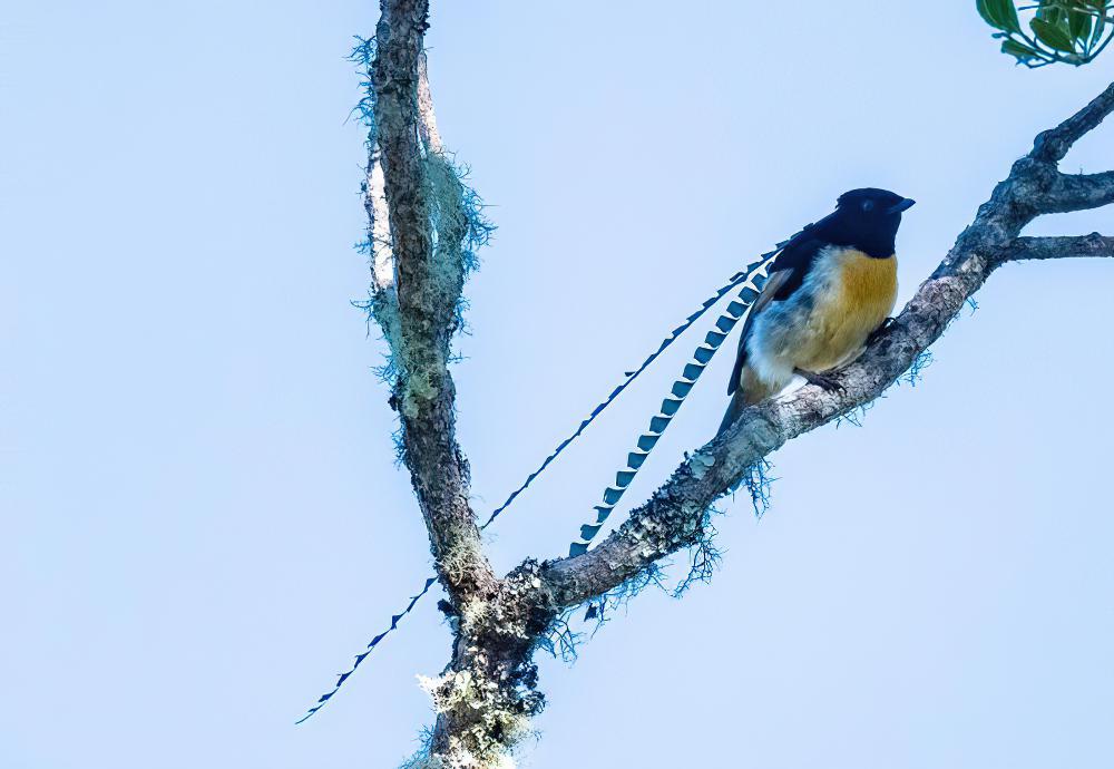 萨克森极乐鸟 / King of Saxony Bird-of-paradise / Pteridophora alberti