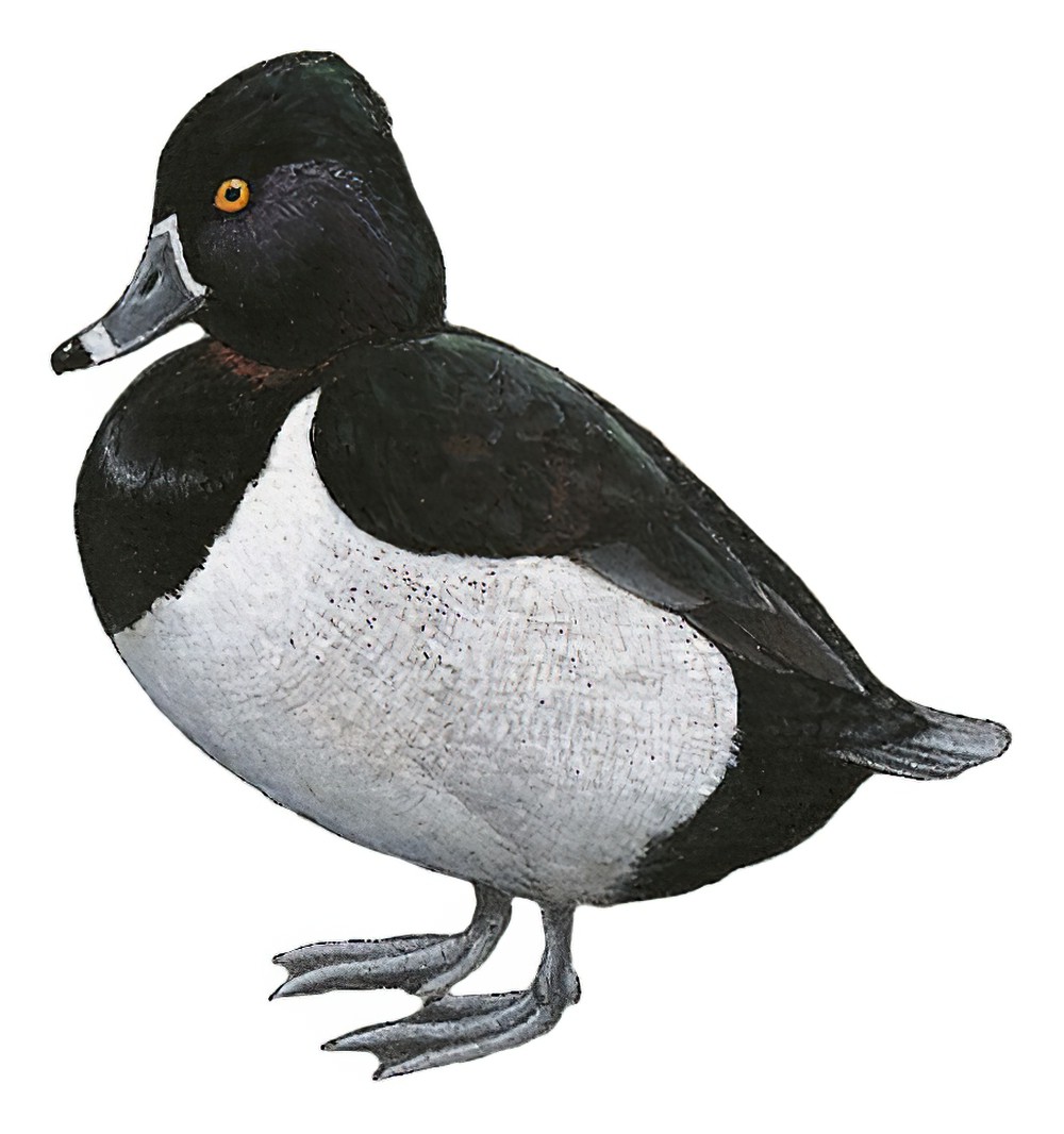 环颈潜鸭 / Ring-necked Duck / Aythya collaris