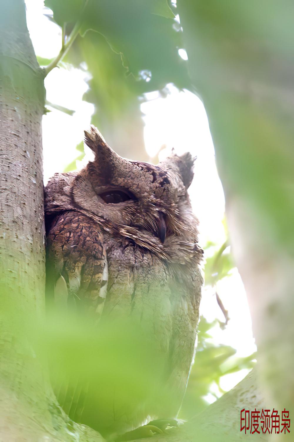 印度领角鸮 / Indian Scops Owl / Otus bakkamoena