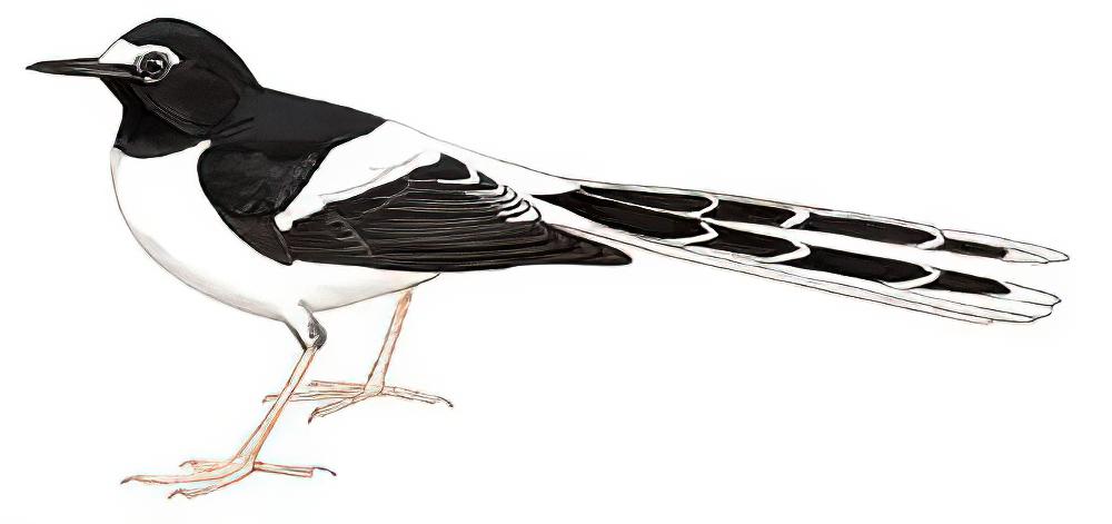黑背燕尾 / Black-backed Forktail / Enicurus immaculatus