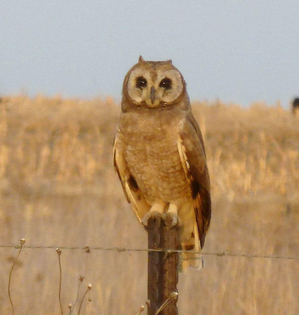 沼泽耳鸮 / Marsh Owl / Asio capensis