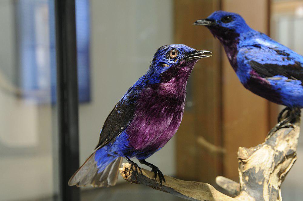 紫胸伞鸟 / Purple-breasted Cotinga / Cotinga cotinga