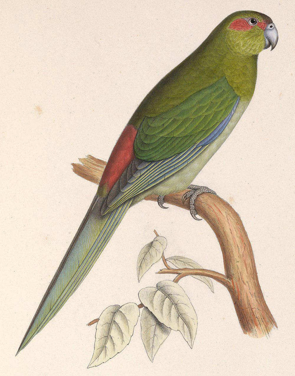 黑额鹦鹉 / Black-fronted Parakeet / Cyanoramphus zealandicus