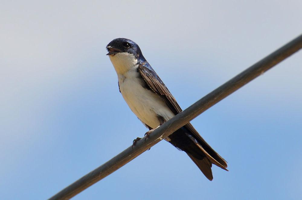 蓝白南美燕 / Blue-and-white Swallow / Notiochelidon cyanoleuca