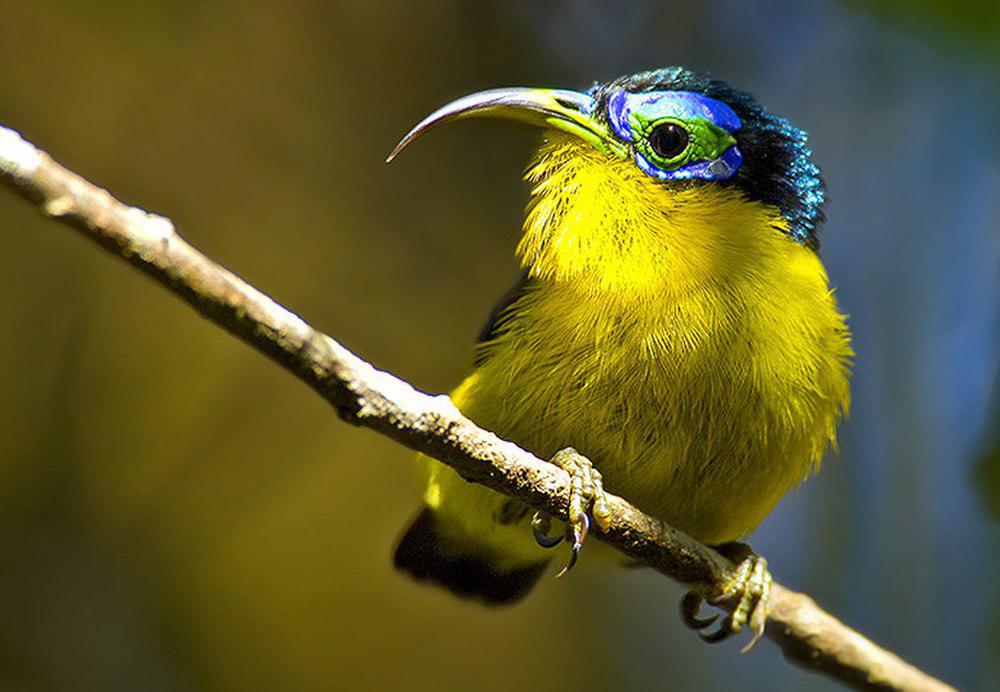 小弯嘴裸眉鸫 / Yellow-bellied Sunbird-Asity / Neodrepanis hypoxantha