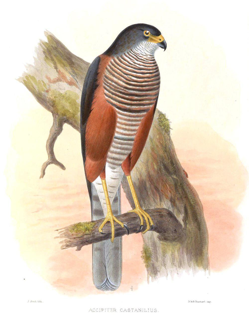 栗胁雀鹰 / Chestnut-flanked Sparrowhawk / Accipiter castanilius