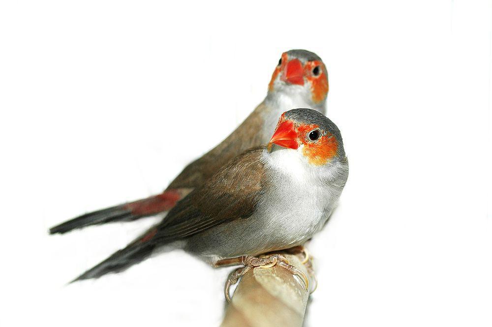 橙颊梅花雀 / Orange-cheeked Waxbill / Estrilda melpoda