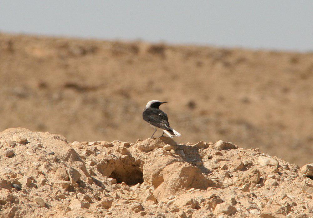 冠䳭 / Hooded Wheatear / Oenanthe monacha