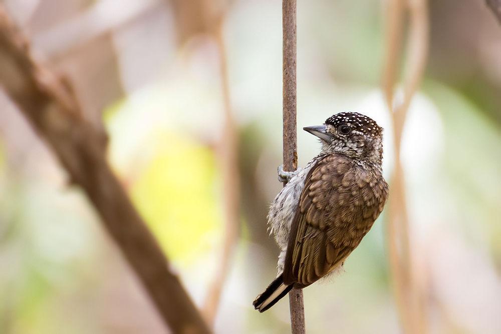 鳞斑姬啄木鸟 / Scaled Piculet / Picumnus squamulatus