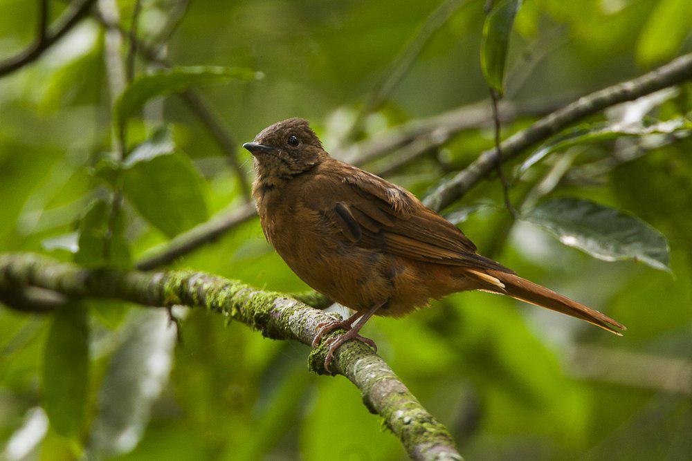 弗雷氏蚁鸫 / Fraser\'s Rufous Thrush / Stizorhina fraseri