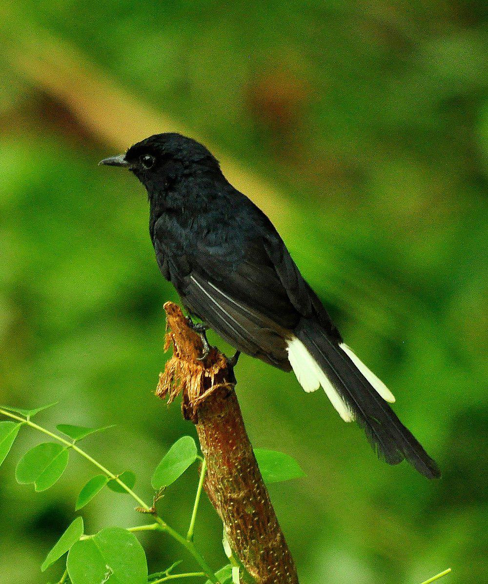 白臀鹊鸲 / White-vented Shama / Copsychus niger