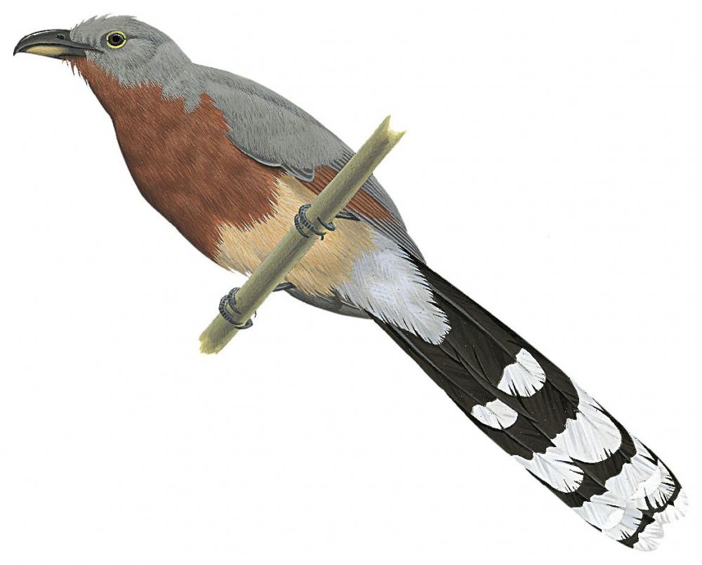 栗胸鹃 / Bay-breasted Cuckoo / Coccyzus rufigularis