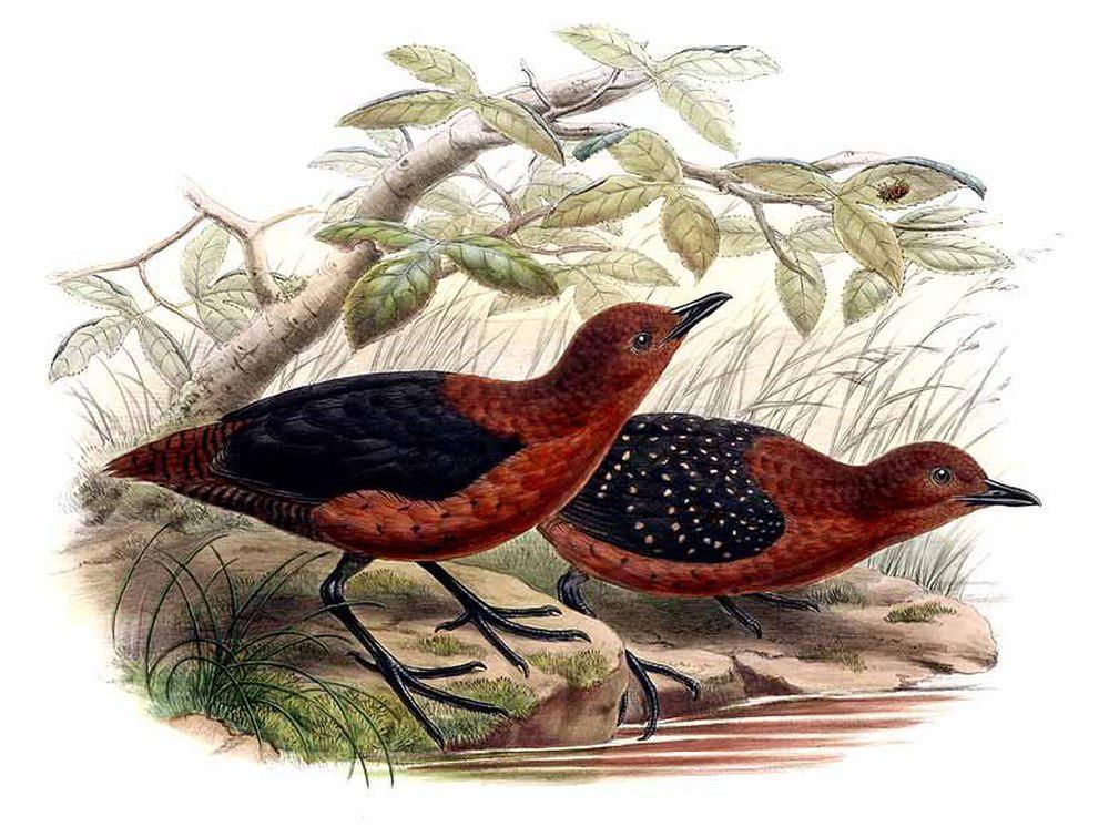 黑翅栗秧鸡 / Forbes\'s Forest Rail / Rallicula forbesi