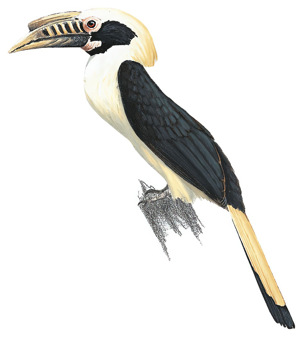 民岛犀鸟 / Mindoro Hornbill / Penelopides mindorensis