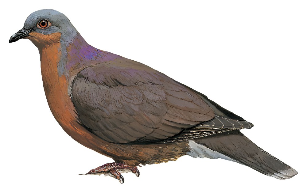 棕耳褐果鸠 / Tawitawi Brown Dove / Phapitreron cinereiceps