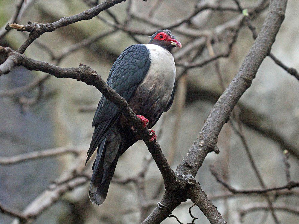 裸眶山鸠 / Papuan Mountain Pigeon / Gymnophaps albertisii