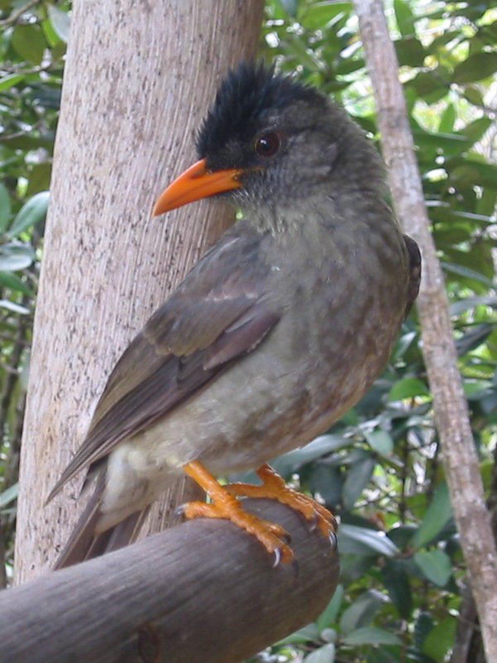 厚嘴短脚鹎 / Seychelles Bulbul / Hypsipetes crassirostris