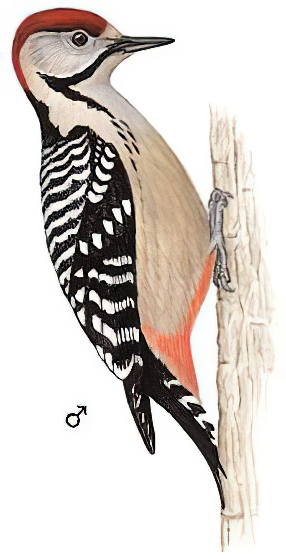 茶胸斑啄木鸟 / Fulvous-breasted Woodpecker / Dendrocopos macei