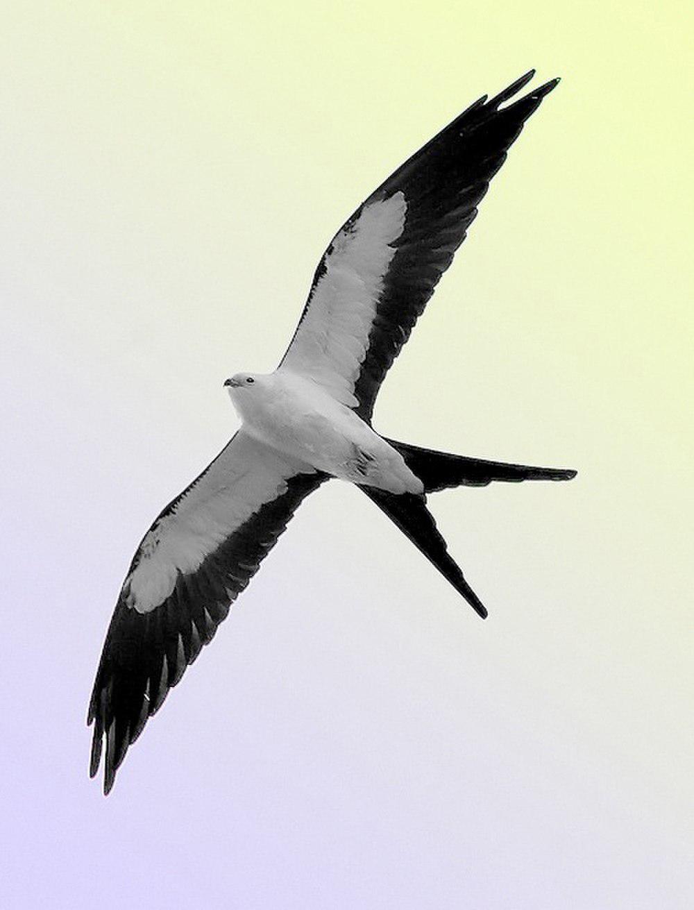 燕尾鸢 / Swallow-tailed Kite / Elanoides forficatus