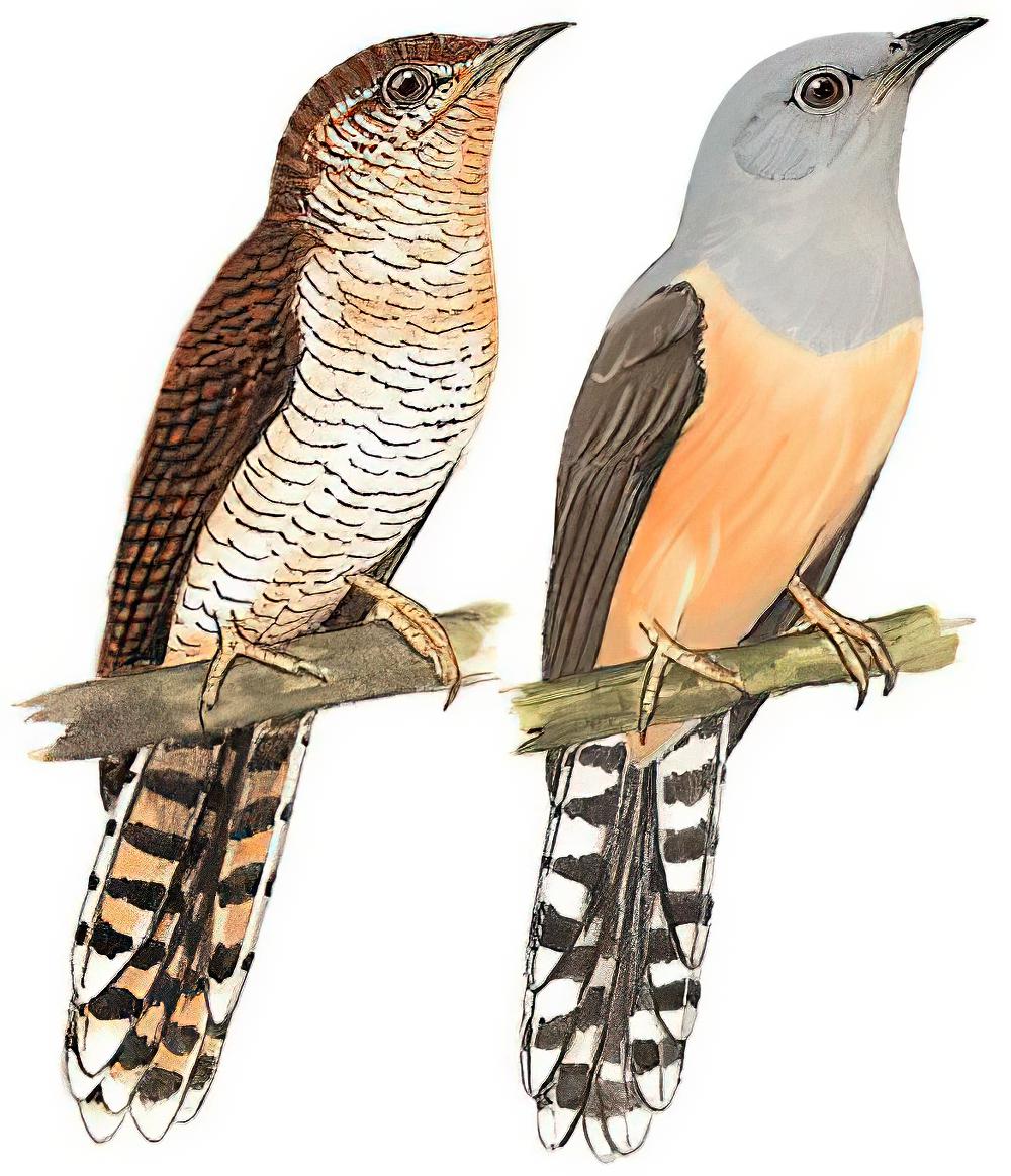 八声杜鹃 / Plaintive Cuckoo / Cacomantis merulinus