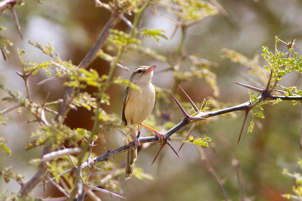 河山鹪莺 / River Prinia / Prinia fluviatilis