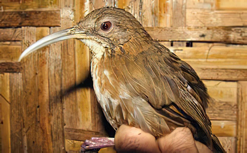 瑙蒙短尾鹛 / Naung Mung Scimitar Babbler / Napothera naungmungensis