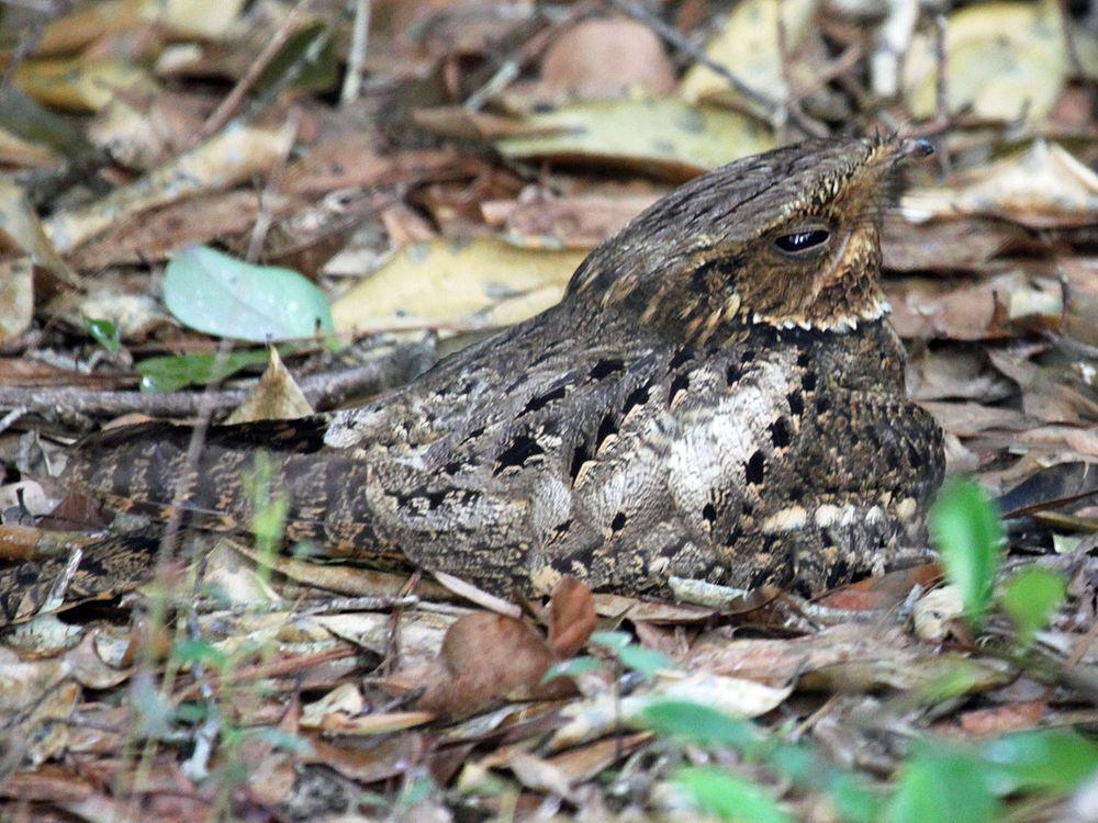 卡氏夜鹰 / Chuck-will\'s-widow / Antrostomus carolinensis