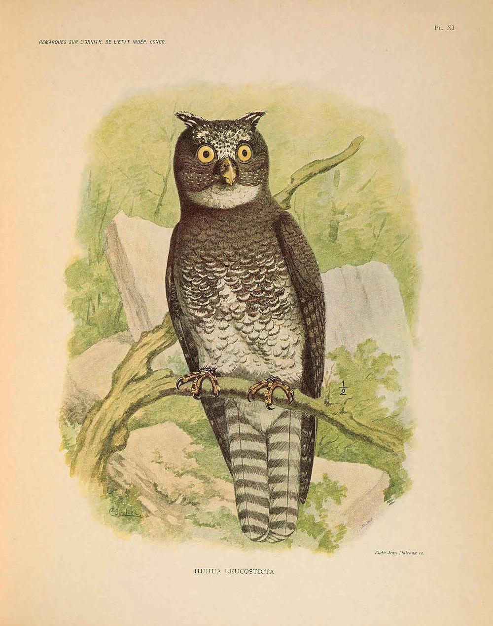 蝶斑雕鸮 / Akun Eagle-Owl / Bubo leucostictus