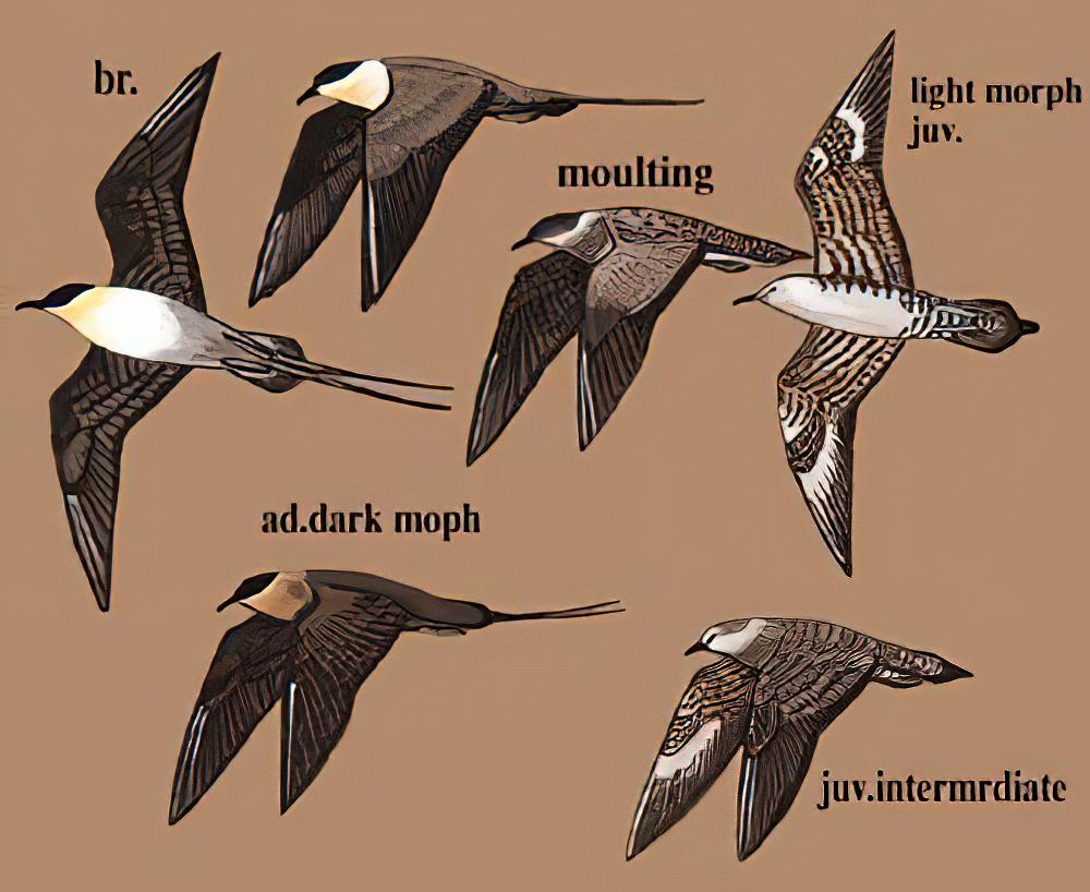 长尾贼鸥 / Long-tailed Jaeger / Stercorarius longicaudus