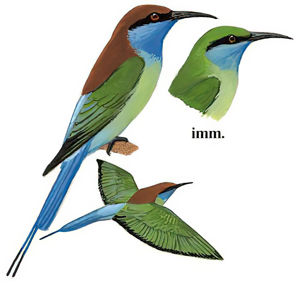 蓝喉蜂虎 / Blue-throated Bee-eater / Merops viridis