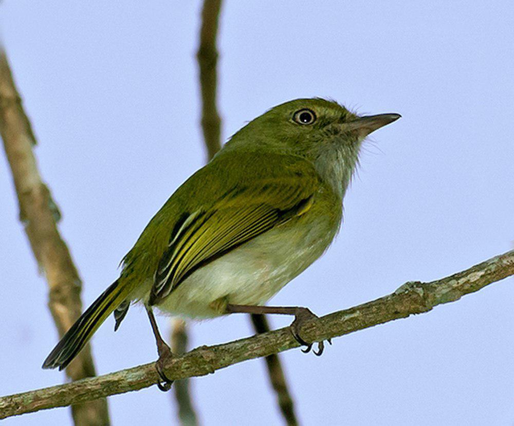 悬巢哑霸鹟 / Hangnest Tody-Tyrant / Hemitriccus nidipendulus