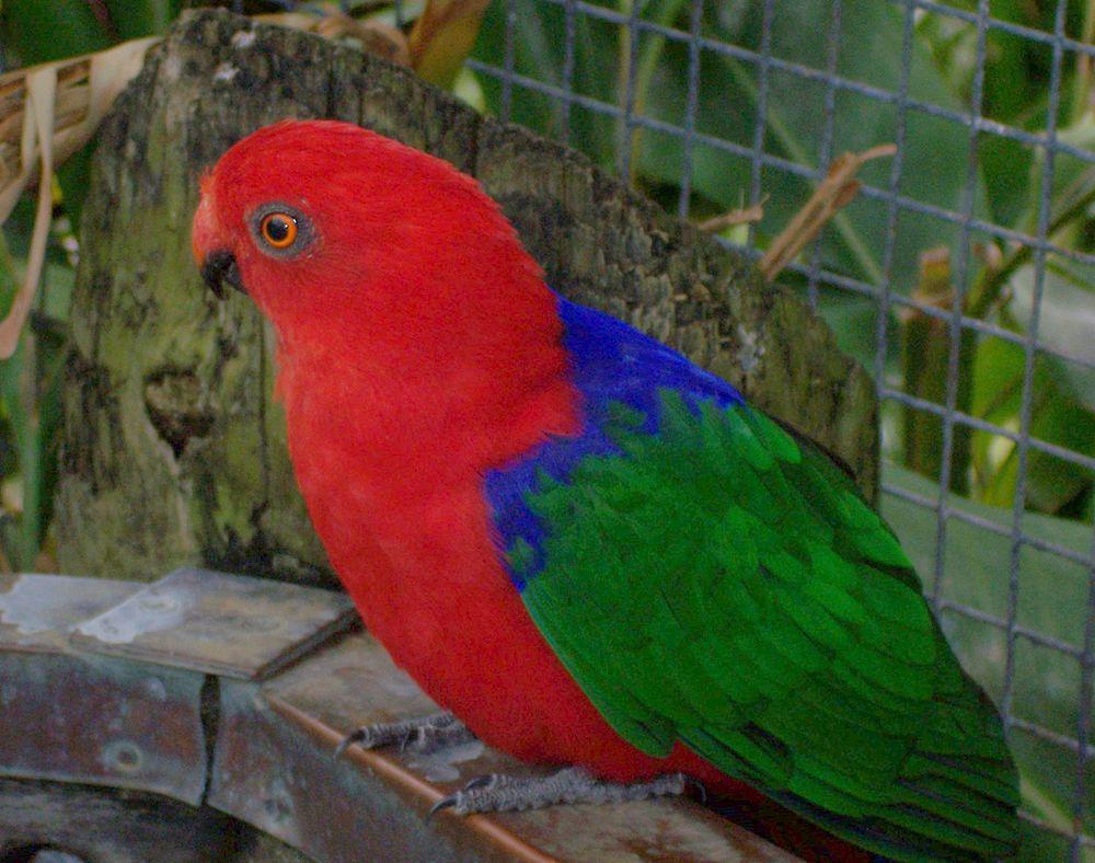 安汶王鹦鹉 / Moluccan King Parrot / Alisterus amboinensis