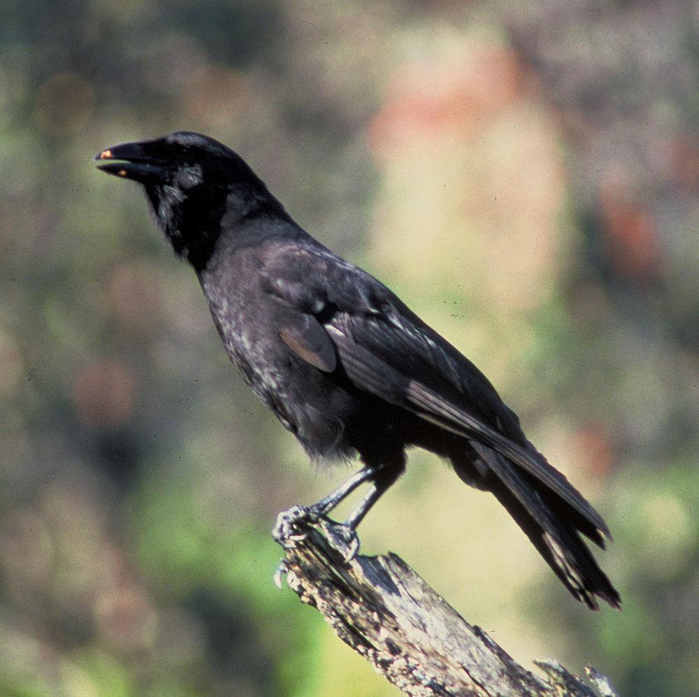 夏威夷乌鸦 / Hawaiian Crow / Corvus hawaiiensis