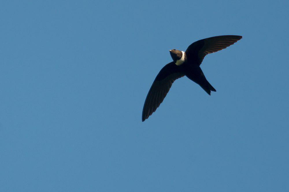 白领黑雨燕 / White-collared Swift / Streptoprocne zonaris