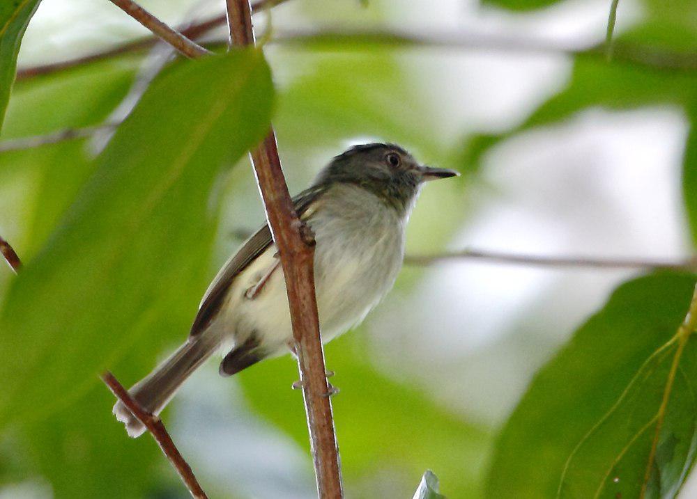 双斑侏霸鹟 / Double-banded Pygmy Tyrant / Lophotriccus vitiosus