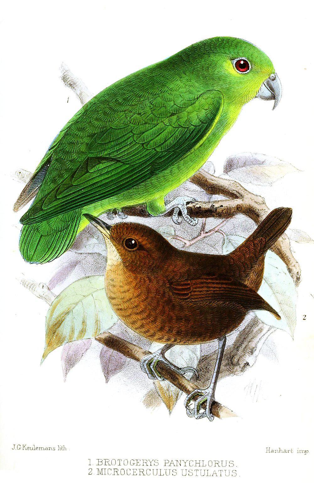 特布伊鹦哥 / Tepui Parrotlet / Nannopsittaca panychlora